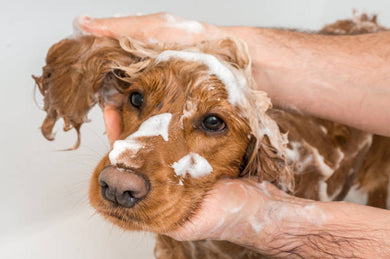 1 Doggie Soap Paw 🐾 Handcrafted Locally