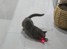 Load image into Gallery viewer, Cat Chaser Toys Rechargeable MiniFlashlight Laser LED Pen Light Cat Light Pointers Funny Pet Toys Aus