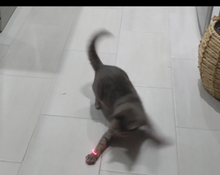 Load image into Gallery viewer, Cat Chaser Toys Rechargeable MiniFlashlight Laser LED Pen Light Cat Light Pointers Funny Pet Toys Aus